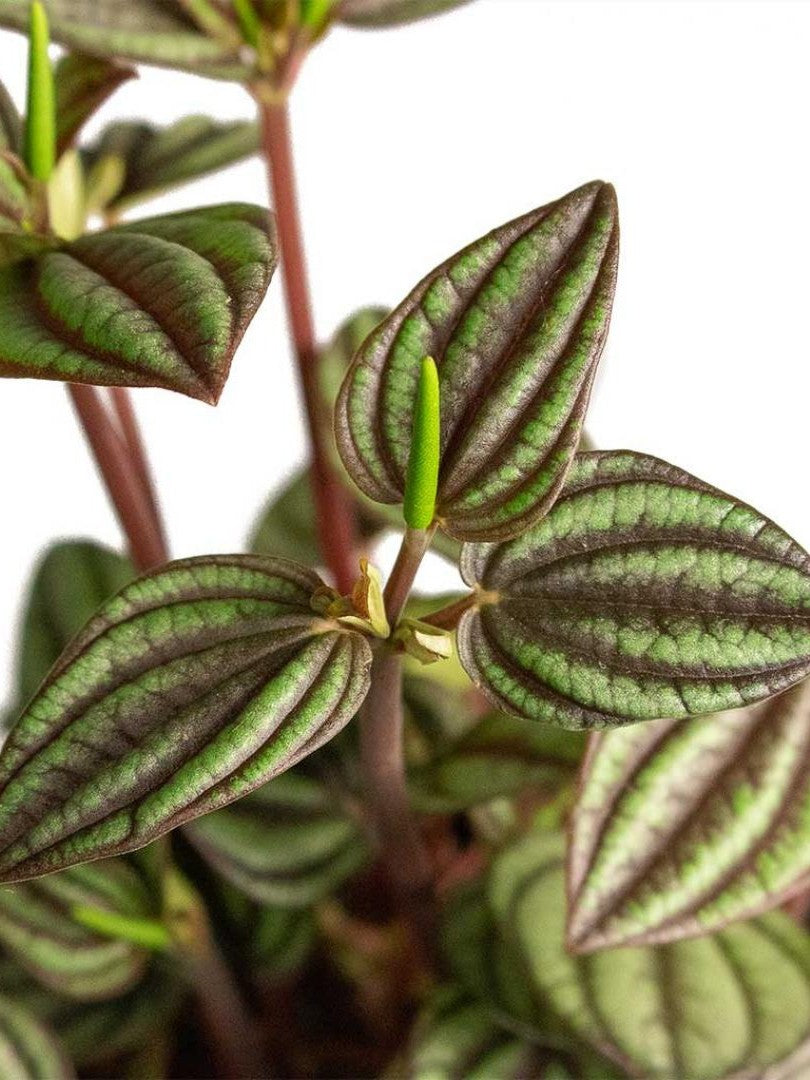 Peperomia 'Piccolo Banda'