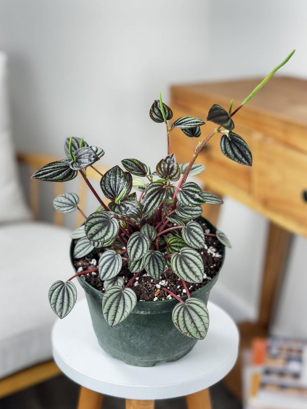 Peperomia 'Piccolo Banda'