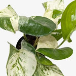 Marble Queen Pothos-Anonymous Coffee