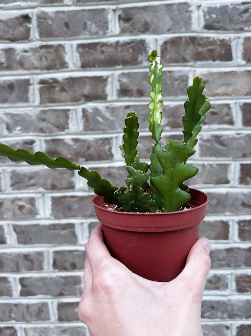 Ric Rac Cactus – Little Leaf Greenery