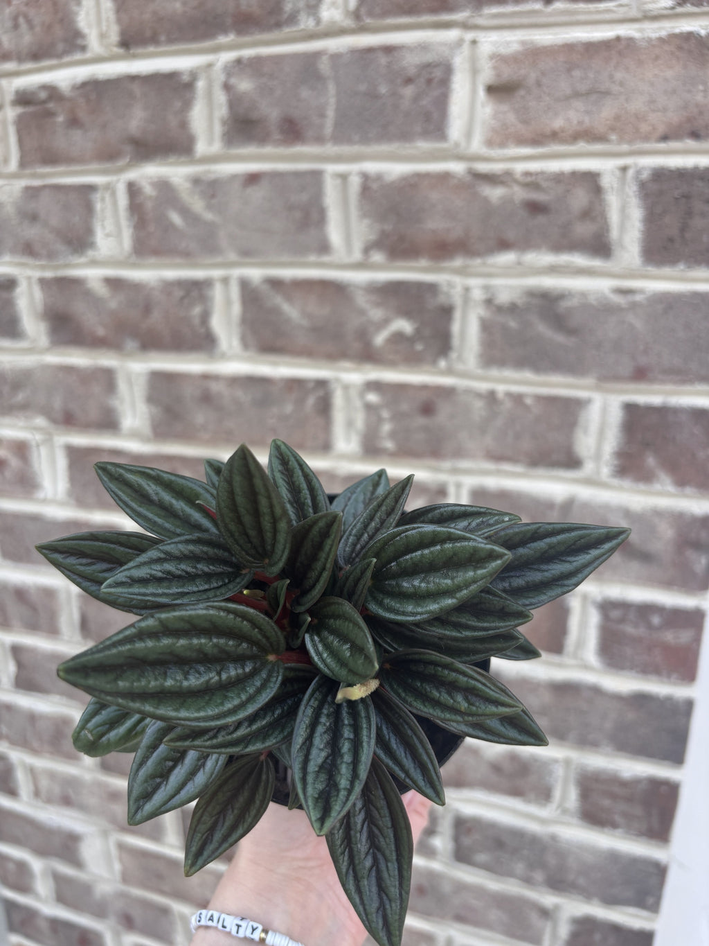 Peperomia Rosso-Anonymous Coffee