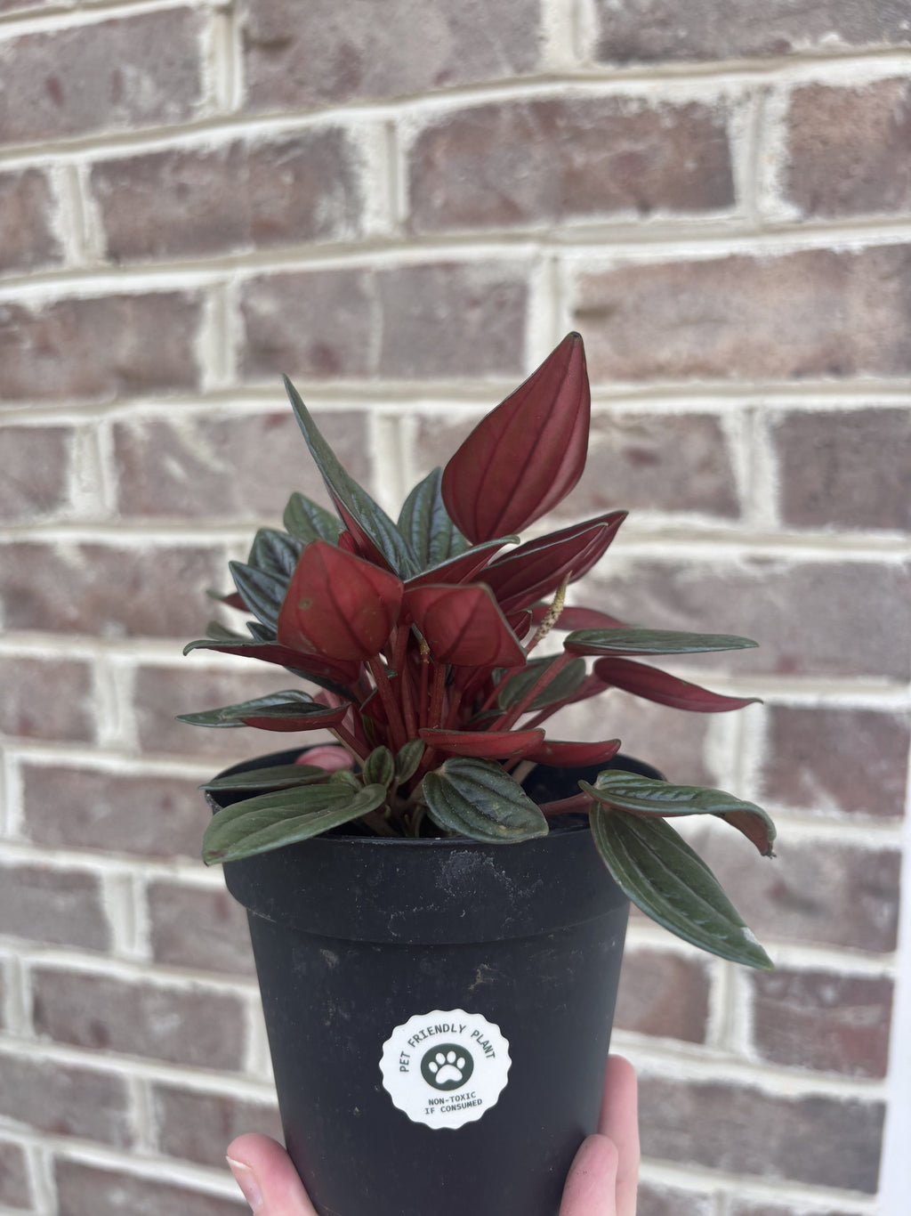 Peperomia Rosso-Anonymous Coffee