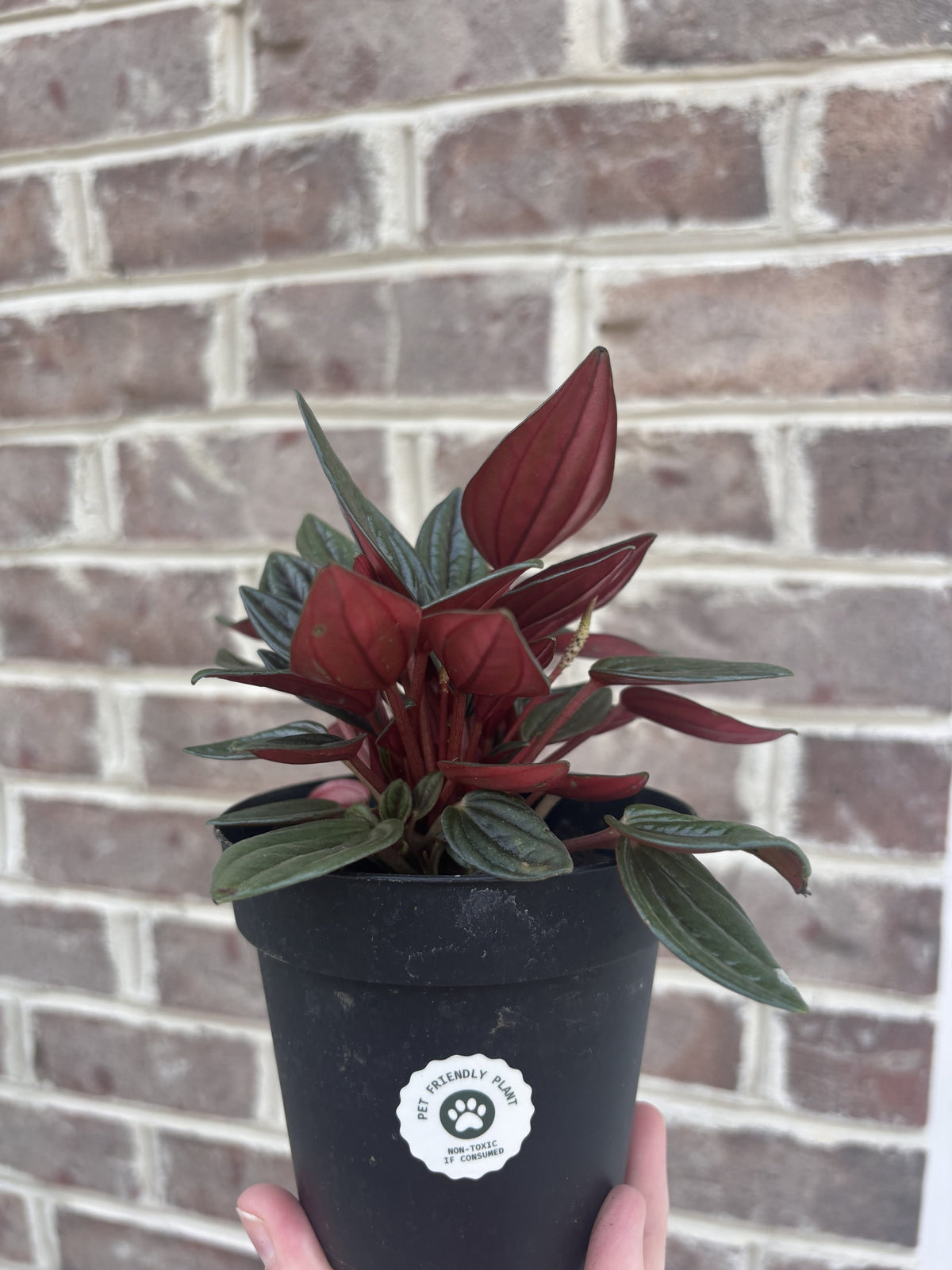 Peperomia Rosso-Anonymous Coffee