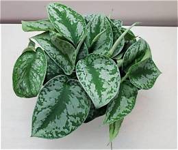 Satin Pothos-Anonymous Coffee