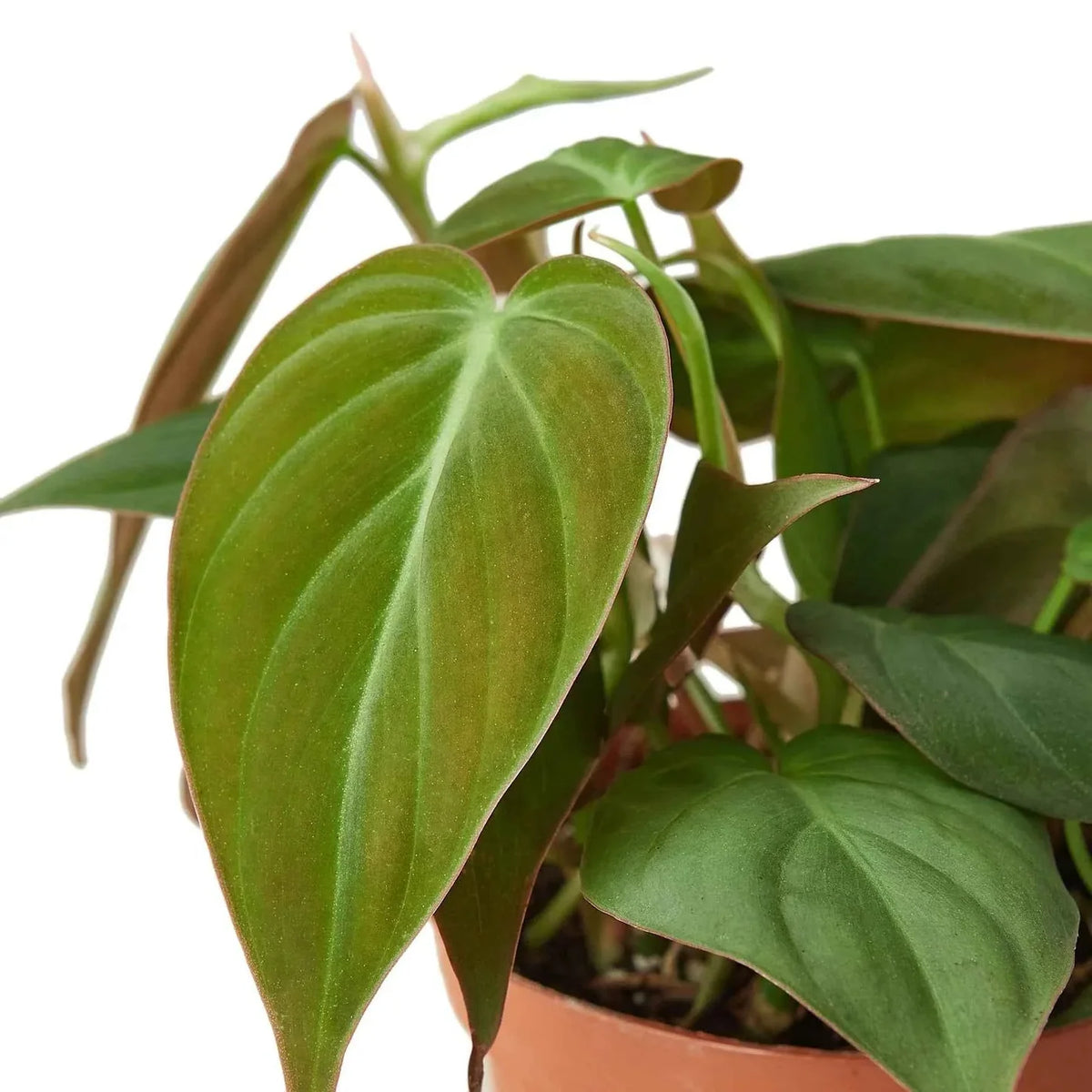 Philodendron 'Velvet'-Anonymous Coffee