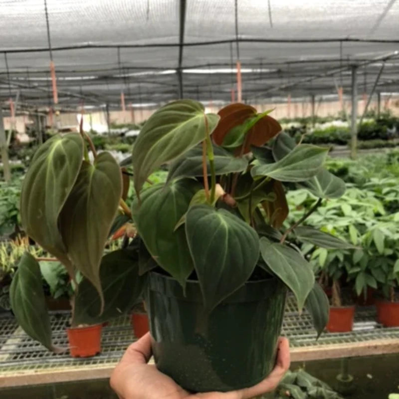 Philodendron 'Velvet'-Anonymous Coffee