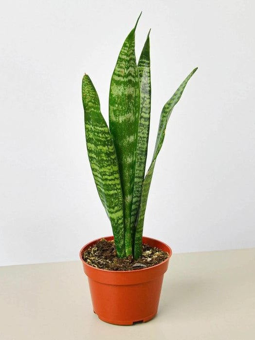 Zeylancia Snake Plant Live – Air Purifying, Low Light Houseplant