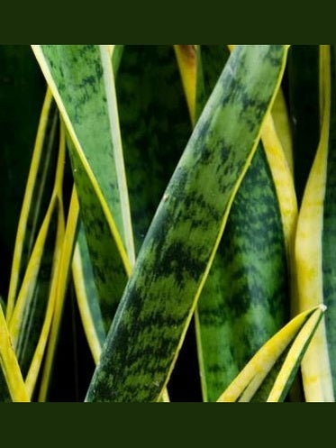 Zeylancia Snake Plant Live – Air Purifying, Low Light Houseplant